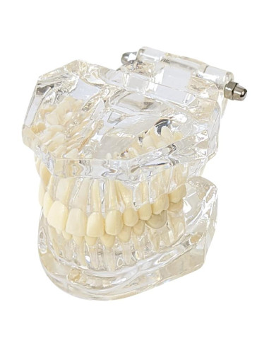 Modelo Dental de Mandíbula Clara Axis Scientific 6.99x9.27cm
