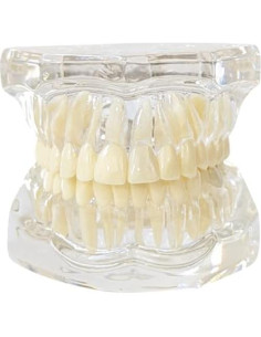 Modelo Dental de Mandíbula Clara Axis Scientific 6.99x9.27cm 2