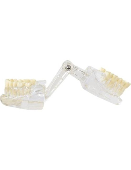 Modelo Dental de Mandíbula Clara Axis Scientific 6.99x9.27cm