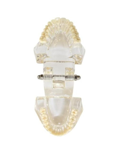 Modelo Dental de Mandíbula Clara Axis Scientific 6.99x9.27cm