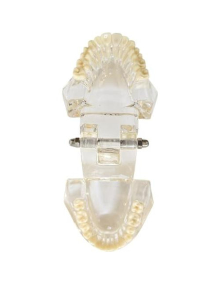 Modelo Dental de Mandíbula Clara Axis Scientific 6.99x9.27cm
