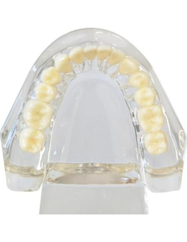 Modelo Dental de Mandíbula Clara Axis Scientific 6.99x9.27cm
