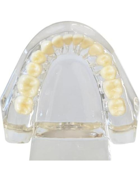 Modelo Dental de Mandíbula Clara Axis Scientific 6.99x9.27cm