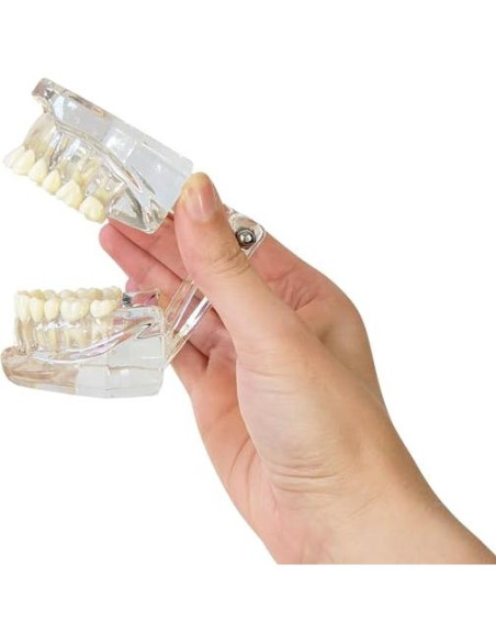 Modelo Dental de Mandíbula Clara Axis Scientific 6.99x9.27cm