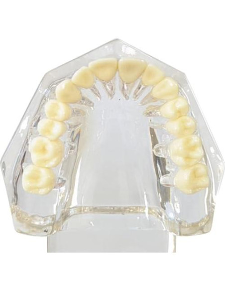 Modelo Dental de Mandíbula Clara Axis Scientific 6.99x9.27cm