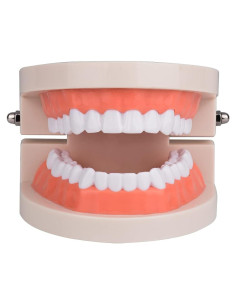 Modelo de Dientes Estándar Ultrassist 1:1 para Dentistas