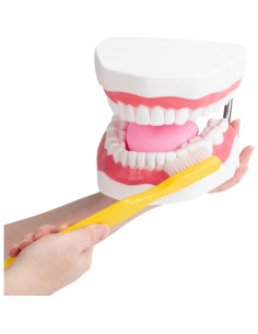 Modelo de Higiene Dental Practicon 6X con Lengua Móvil 2