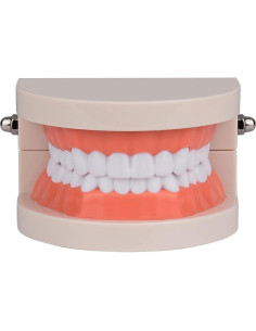 Modelo de Dientes Estándar Ultrassist 1:1 para Dentistas 2