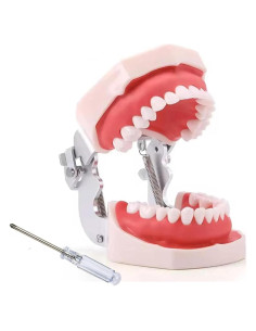 Modelo Typodont Dental ZITREOXN 28 Dientes Desmontables
