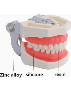 Modelo Typodont Dental ZITREOXN 28 Dientes Desmontables 2