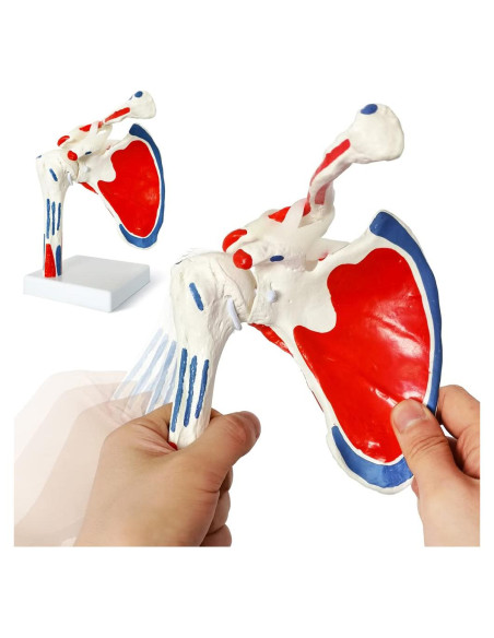 Modelo de Articulación del Hombro Evotech 1:1 con Inserciones Musculares Modelo de Articulación del Hombro Evotech 1:1 con Inserciones Musculares
