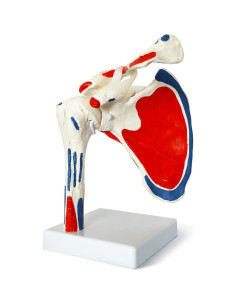 Modelo de Articulación del Hombro Evotech 1:1 con Inserciones Musculares 2