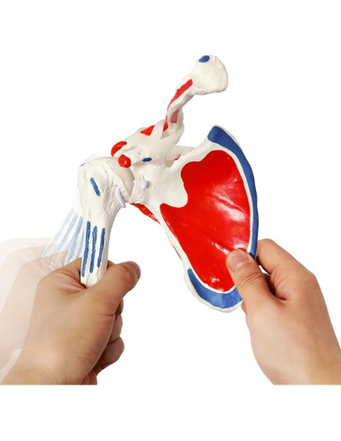 Modelo de Articulación del Hombro Evotech 1:1 con Inserciones Musculares