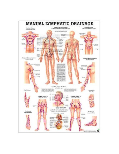 Gráfico de Anatomía Laminado Drenaje Linfático 68.5x50.8cm