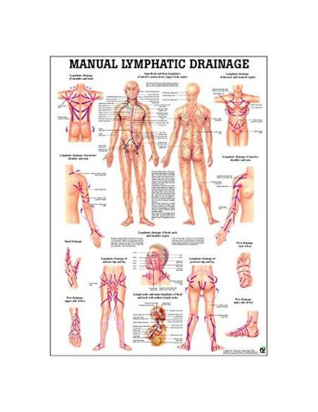 Gráfico de Anatomía Laminado Drenaje Linfático 68.5x50.8cm