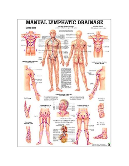 Gráfico de Anatomía Laminado Drenaje Linfático 68.5x50.8cm