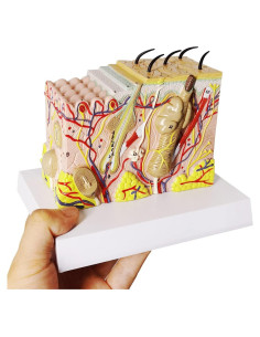 Modelo Anatómico de Piel 35X EVOTECH SCIENTIFIC - PVC