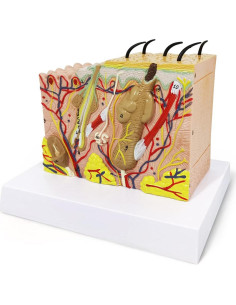 Modelo Anatómico de Piel 35X EVOTECH SCIENTIFIC - PVC 2