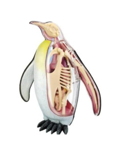Modelo de Anatomía Pingüino Emperador 4DMaster 22cm 31 Piezas