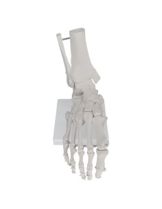 Modelo Anatómico de Pie y Tobillo Biadahirea 24x19cm