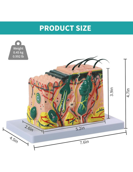 Modelo Anatómico de Piel 3D SFXYJ 35X con Diagrama Etiquetado Modelo Anatómico de Piel 3D SFXYJ 35X con Diagrama Etiquetado