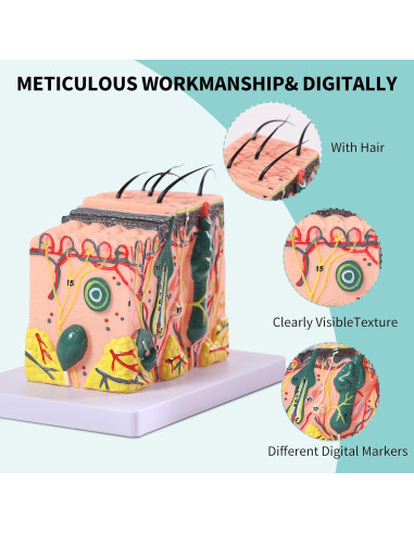 Modelo Anatómico de Piel 3D SFXYJ 35X con Diagrama Etiquetado