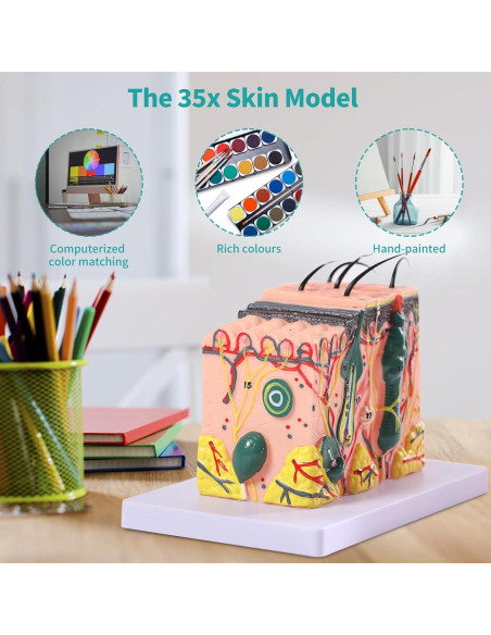 Modelo Anatómico de Piel 3D SFXYJ 35X con Diagrama Etiquetado Modelo Anatómico de Piel 3D SFXYJ 35X con Diagrama Etiquetado