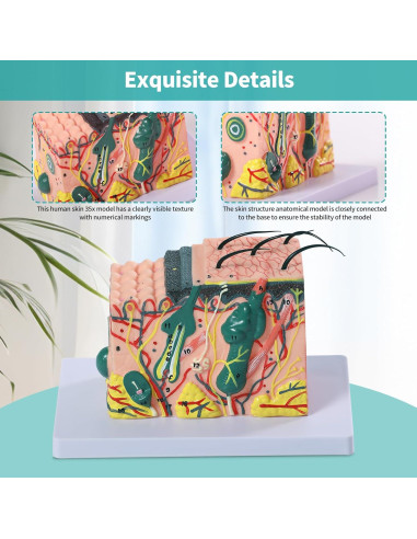 Modelo Anatómico de Piel 3D SFXYJ 35X con Diagrama Etiquetado