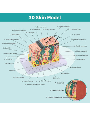 Modelo Anatómico de Piel 3D SFXYJ 35X con Diagrama Etiquetado