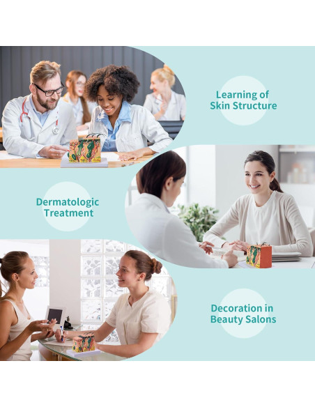 Modelo Anatómico de Piel 3D SFXYJ 35X con Diagrama Etiquetado Modelo Anatómico de Piel 3D SFXYJ 35X con Diagrama Etiquetado