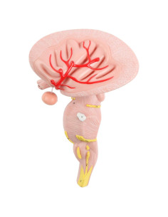 Modelo Anatómico Tronco Encefálico Ampliado Axis Scientific 2 Piezas