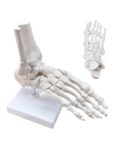 Modelo Anatómico del Pie y Tobillo Merinden a Tamaño Real