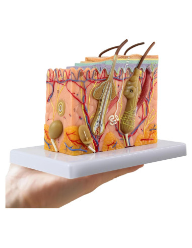 Modelo de Anatomía de Piel 3D Ampliado 35X Merinden