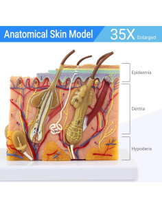 Modelo de Anatomía de Piel 3D Ampliado 35X Merinden 2