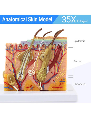 Modelo de Anatomía de Piel 3D Ampliado 35X Merinden