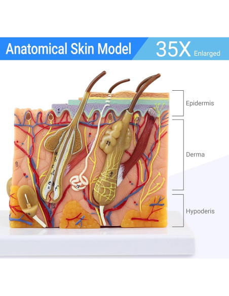 Modelo de Anatomía de Piel 3D Ampliado 35X Merinden