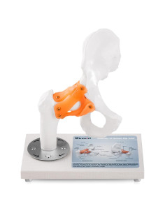 Modelo Anatómico de Articulación de Cadera Ultrassist 1:1 PVC