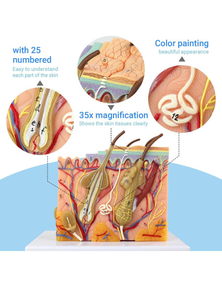 Modelo de Anatomía de Piel 3D Ampliado 35X Merinden