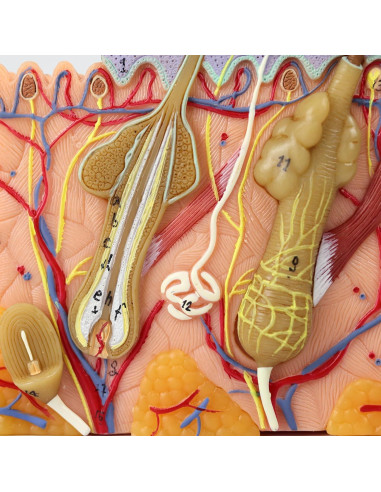 Modelo de Anatomía de Piel 3D Ampliado 35X Merinden