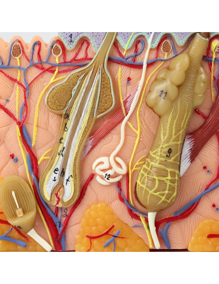 Modelo de Anatomía de Piel 3D Ampliado 35X Merinden