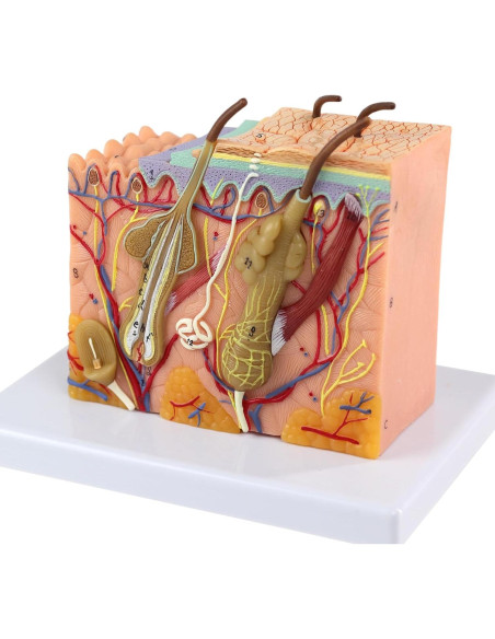 Modelo de Anatomía de Piel 3D Ampliado 35X Merinden