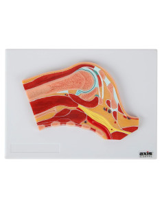 Modelo de Anatomía Hombro Derecho a Tamaño Real Axis Scientific