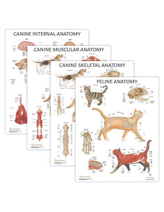 Conjunto de Pósters de Anatomía Canina y Felina - 4 Pack Laminado