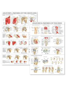 Conjunto de Pósters de Anatomía Rodilla y Hombro Palace Learning 68.6x45.7cm