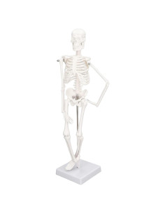 Modelo de Esqueleto Humano Mini Eatbuy 44.96 cm para Educación