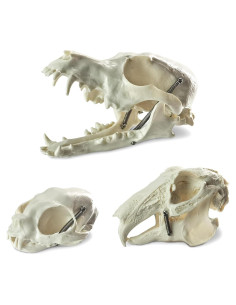 Juego de Cráneos de Animales MediTrainer - Perro, Gato y Conejo