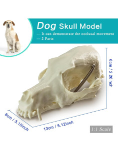 Juego de Cráneos de Animales MediTrainer - Perro, Gato y Conejo 2