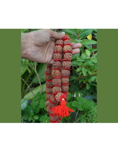 Mala de Rudraksha 5 Mukhi Grande 20mm Nepal 54+1 cuentas