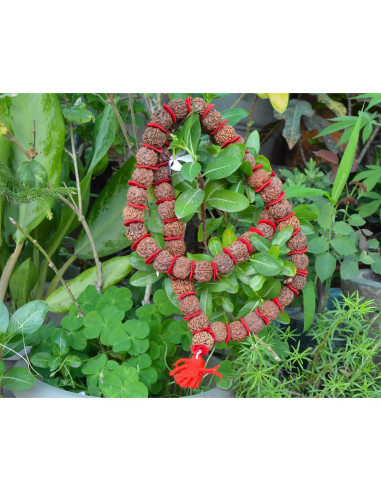 Mala de Rudraksha 5 Mukhi Grande 20mm Nepal 54+1 cuentas