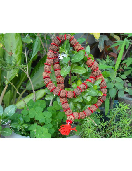 Mala de Rudraksha 5 Mukhi Grande 20mm Nepal 54+1 cuentas